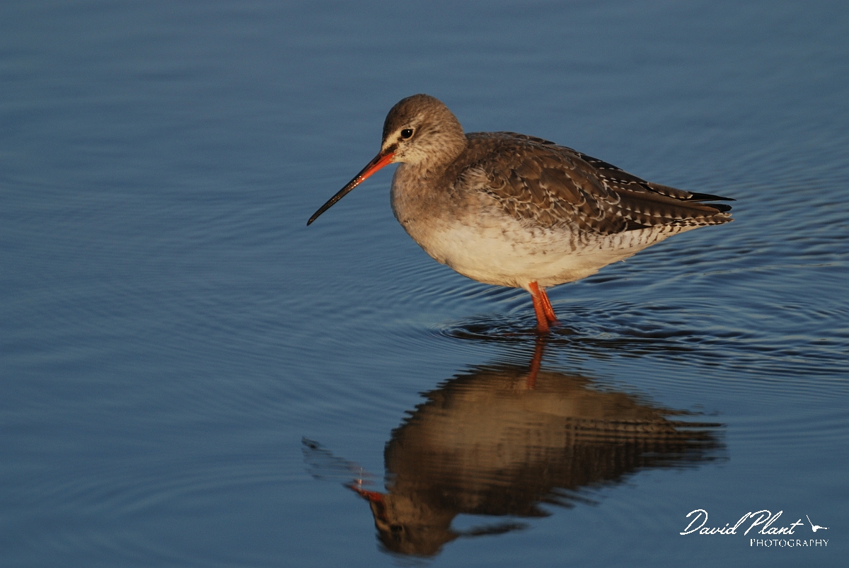David Plant Photography - Wildlife Photography - Spotted redshank - F.jpg - Spotted redshank - Norfolk