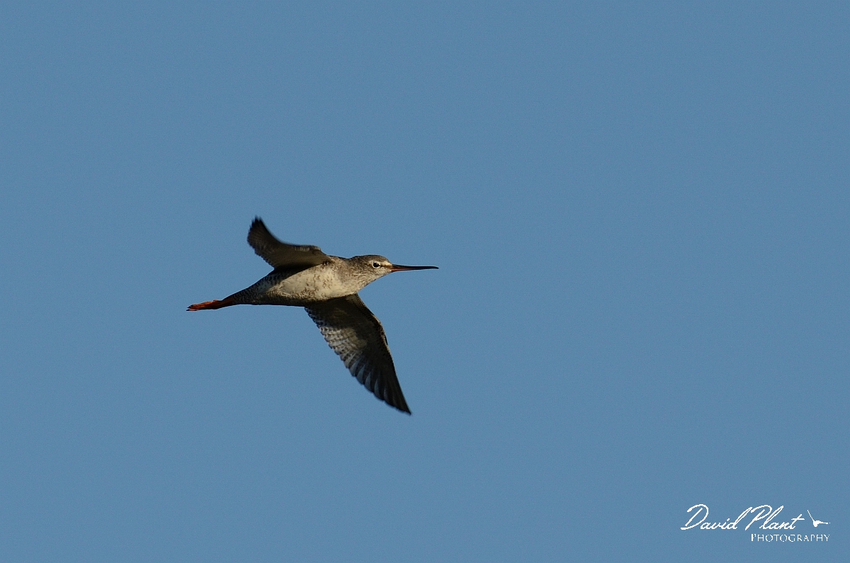 David Plant Photography - Wildlife Photography - Spotted redshank - H.jpg - Spotted redshank in flight - Norfolk