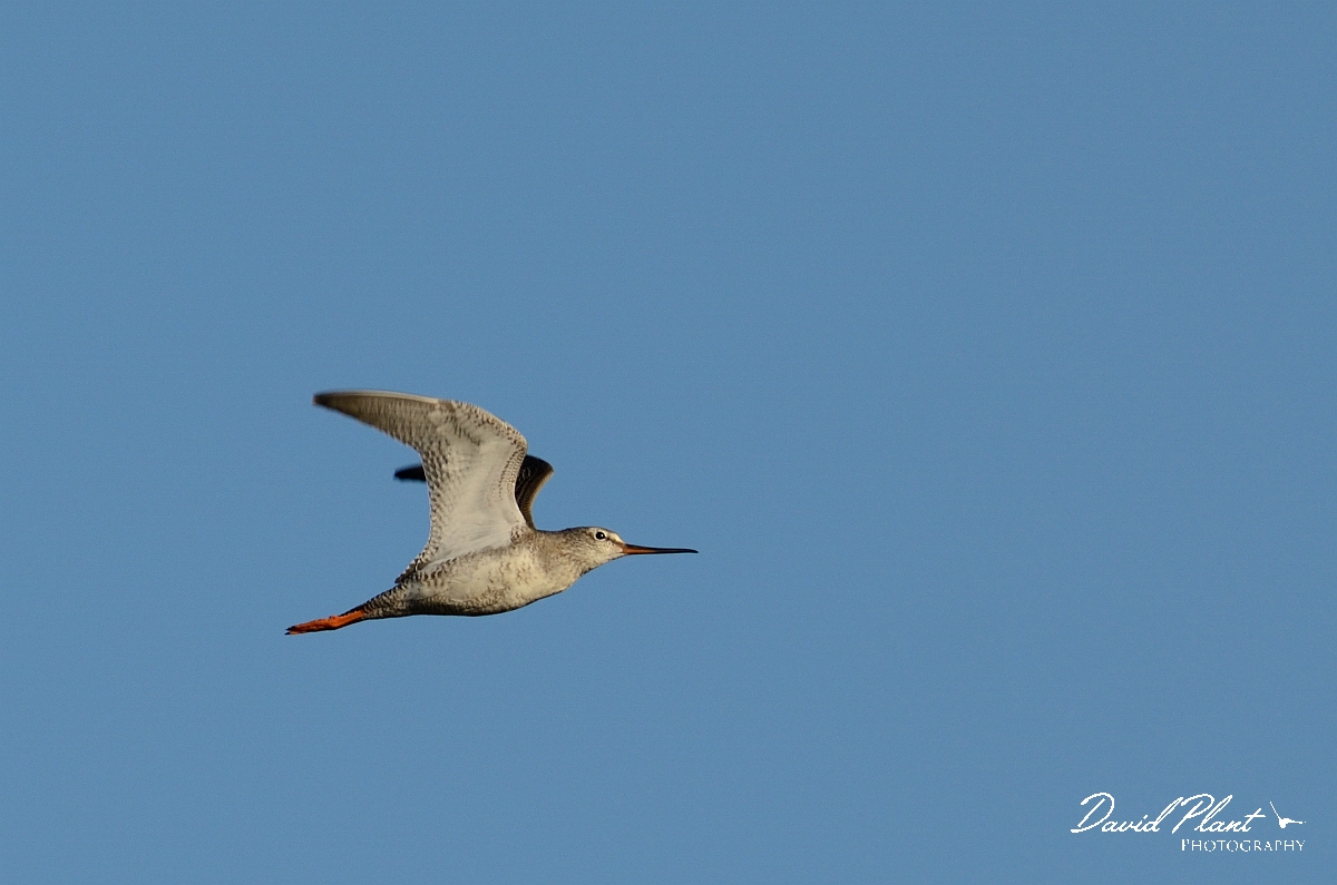 David Plant Photography - Wildlife Photography - Spotted redshank - I.jpg - Spotted redshank in flight - Norfolk
