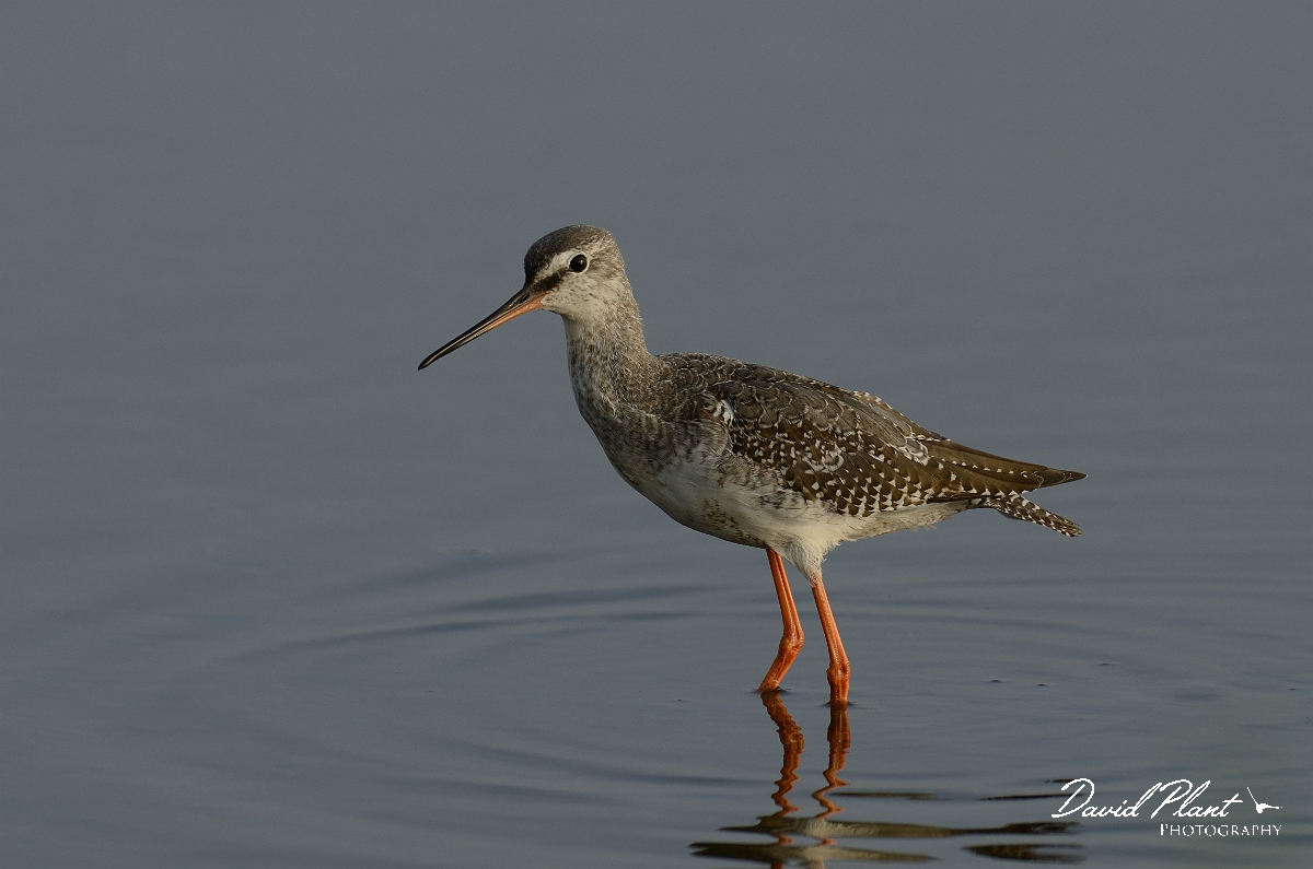 David Plant Photography - Wildlife Photography - Spotted redshank - J.jpg - Spotted redshank in morning light - Norfolk