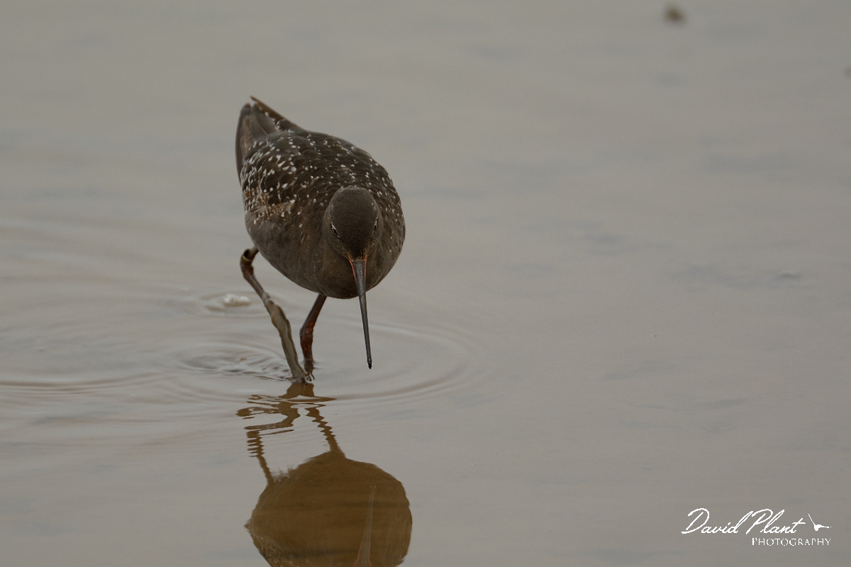 David Plant Photography - Wildlife Photography - Spotted redshank - L.jpg - Spotted redshank in breeding plumage - Norfolk