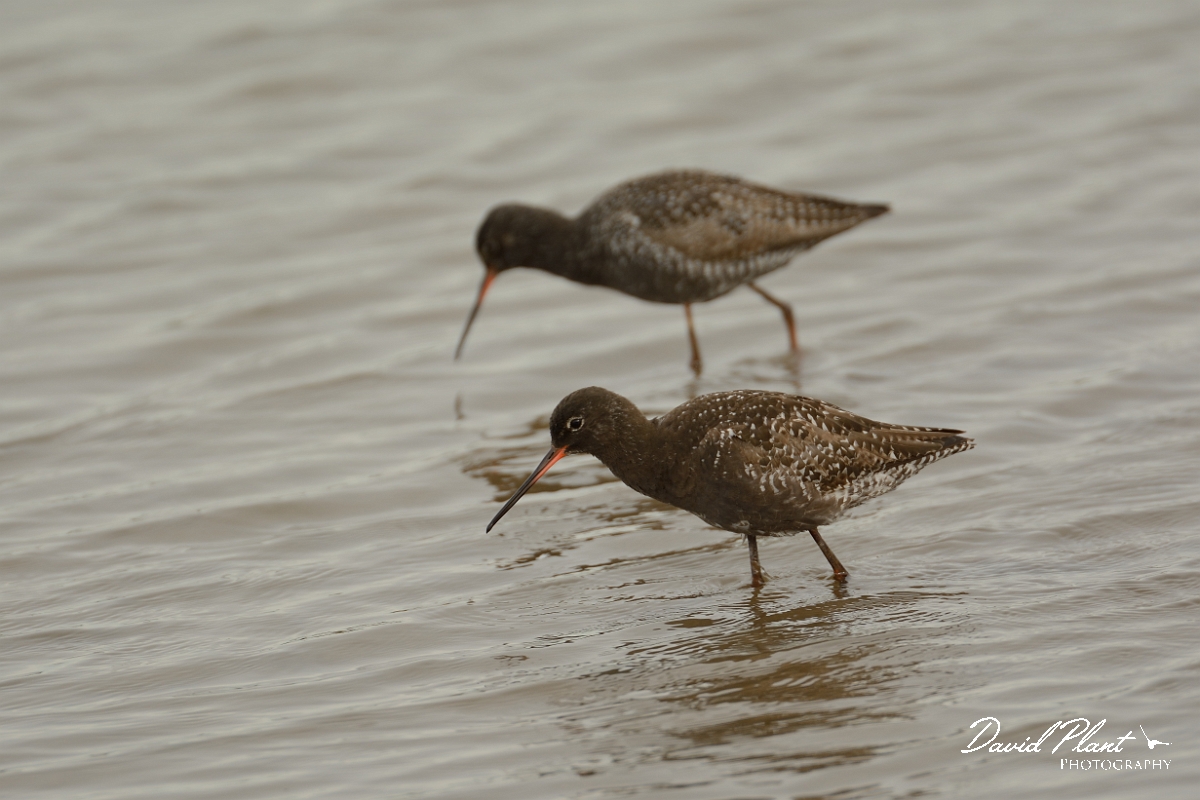 David Plant Photography - Wildlife Photography - Spotted redshank - N.jpg - Spotted redshank pair in breeding plumage - Norfolk