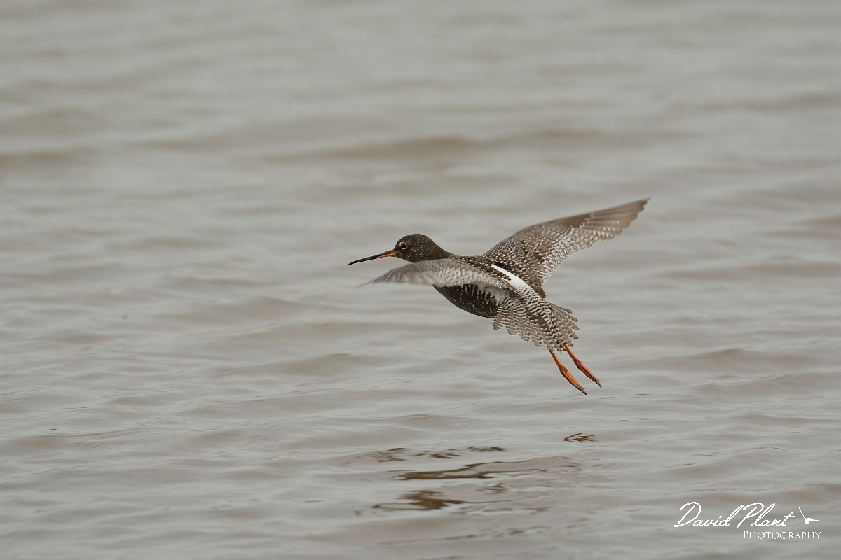 David Plant Photography - Wildlife Photography - Spotted redshank - O.jpg - Spotted redshank in breeding plumage in flight - Norfolk