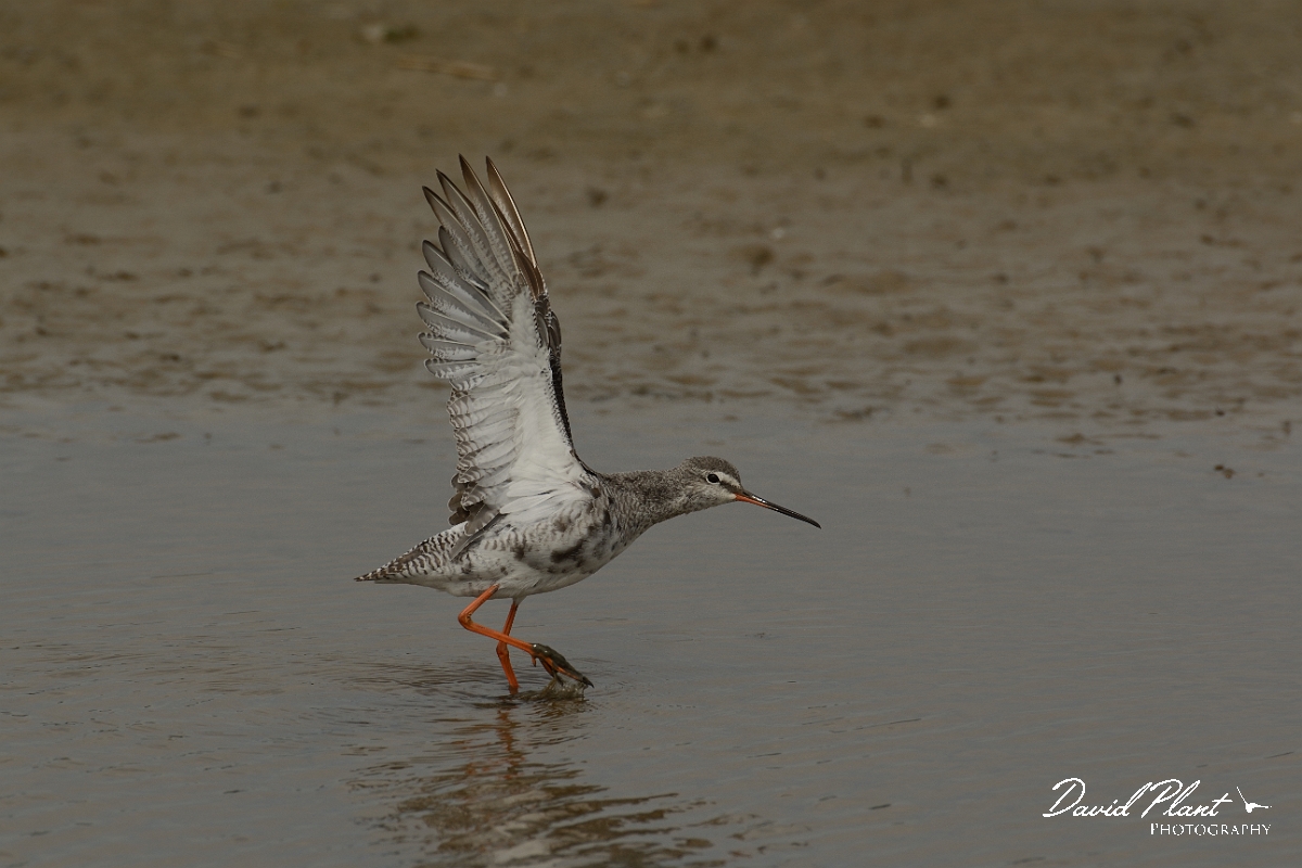 David Plant Photography - Wildlife Photography - Spotted redshank - Q.jpg - Spotted redshank with open wings - Suffolk