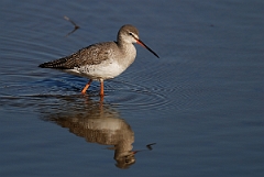 David Plant Photography - Wildlife Photography - Spotted redshank - A