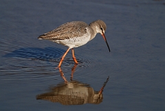 David Plant Photography - Wildlife Photography - Spotted redshank - B