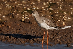 David Plant Photography - Wildlife Photography - Spotted redshank - C