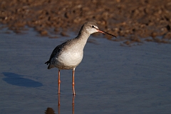 David Plant Photography - Wildlife Photography - Spotted redshank - D