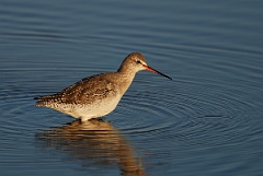 David Plant Photography - Wildlife Photography - Spotted redshank - E