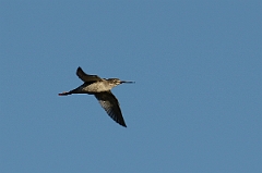 David Plant Photography - Wildlife Photography - Spotted redshank - H