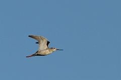David Plant Photography - Wildlife Photography - Spotted redshank - I