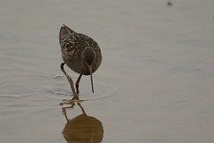 David Plant Photography - Wildlife Photography - Spotted redshank - L