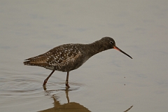 David Plant Photography - Wildlife Photography - Spotted redshank - M