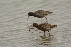 David Plant Photography - Wildlife Photography - Spotted redshank - N
