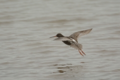 David Plant Photography - Wildlife Photography - Spotted redshank - O