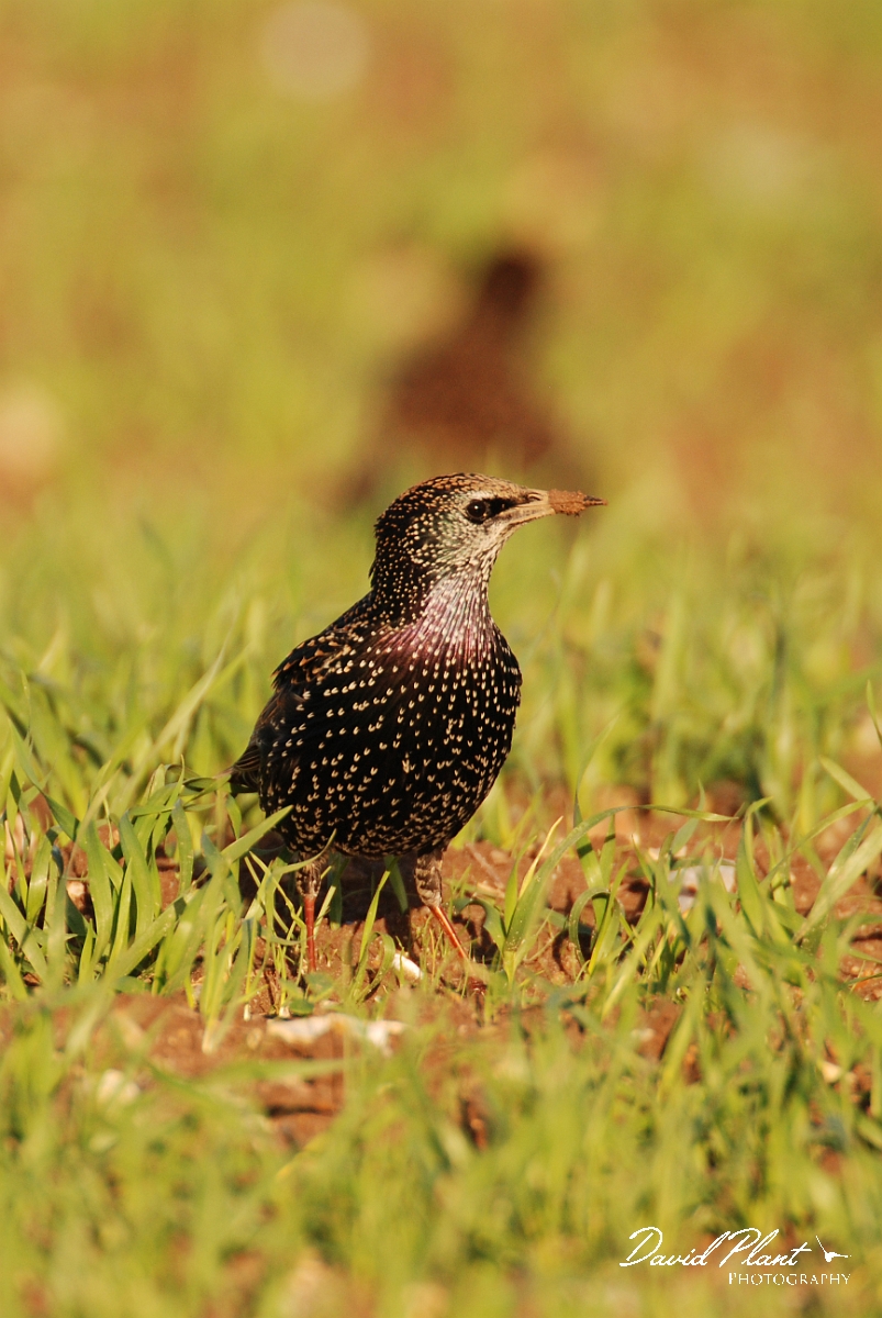 David Plant Photography - Wildlife Photographer - Starling in field - B.jpg - Starling in a field - Norfolk