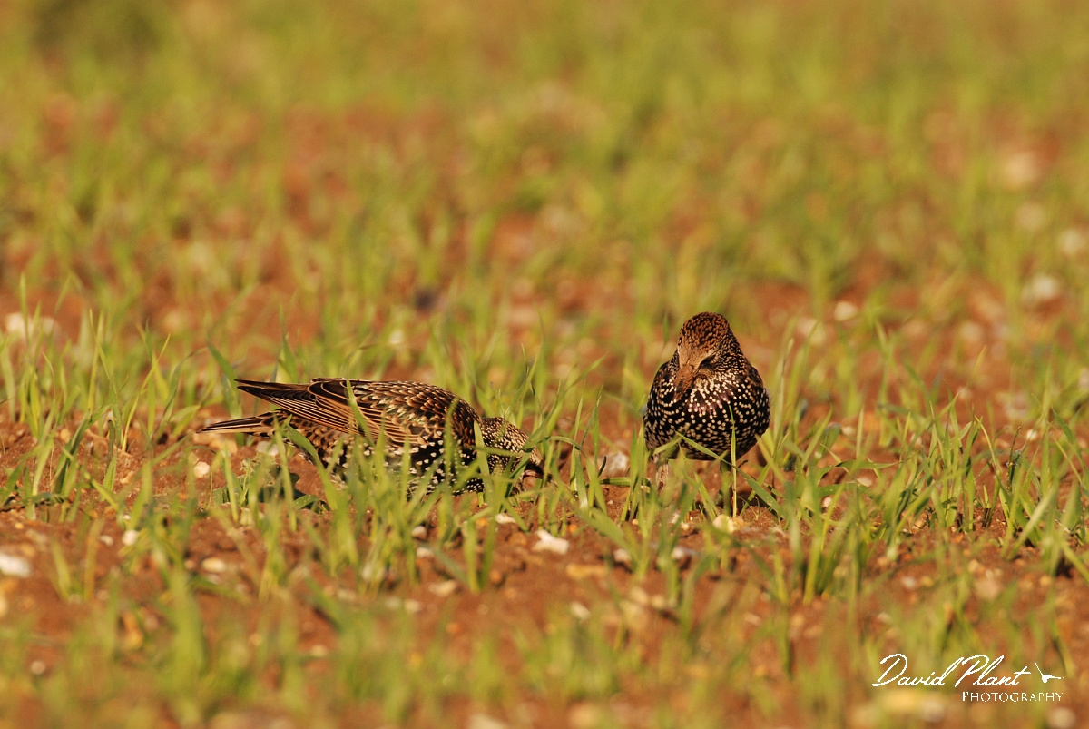 David Plant Photography - Wildlife Photographer - Starling pair in field - A.jpg - Starling pair in a field - Norfolk