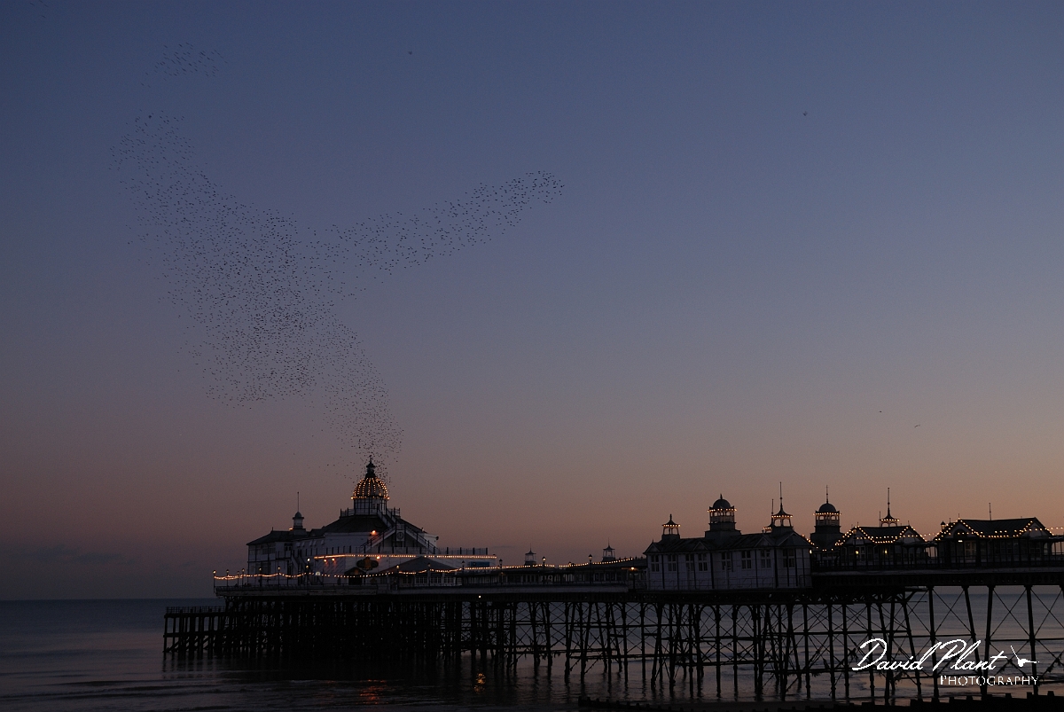 David Plant Photography - Wildlife Photographer - Starlings - C.jpg - Starling murmuration coming into roost - Eastbourne