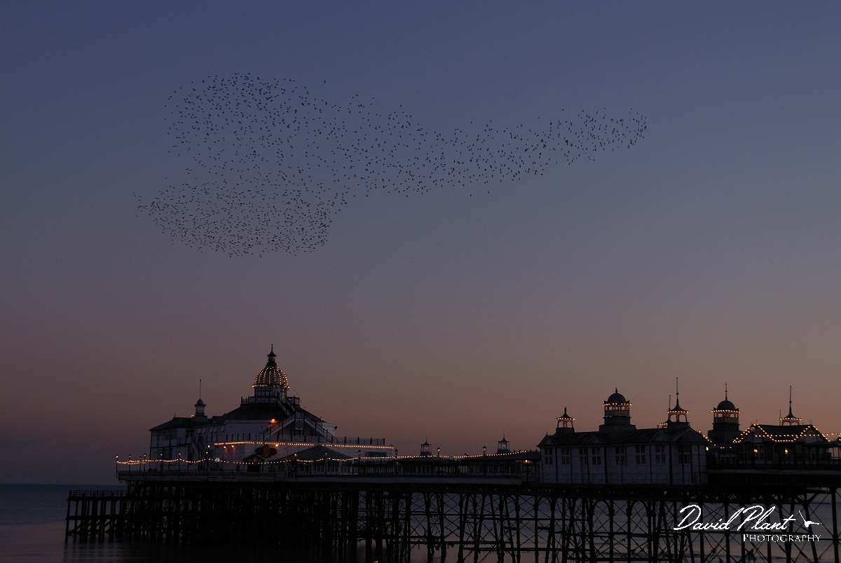 David Plant Photography - Wildlife Photographer - Starlings - D.jpg - Starling murmuration above pier - Eastbourne