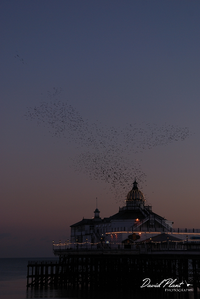 David Plant Photography - Wildlife Photographer - Starlings - F.jpg - Starling murmuration coming into roost - Eastbourne