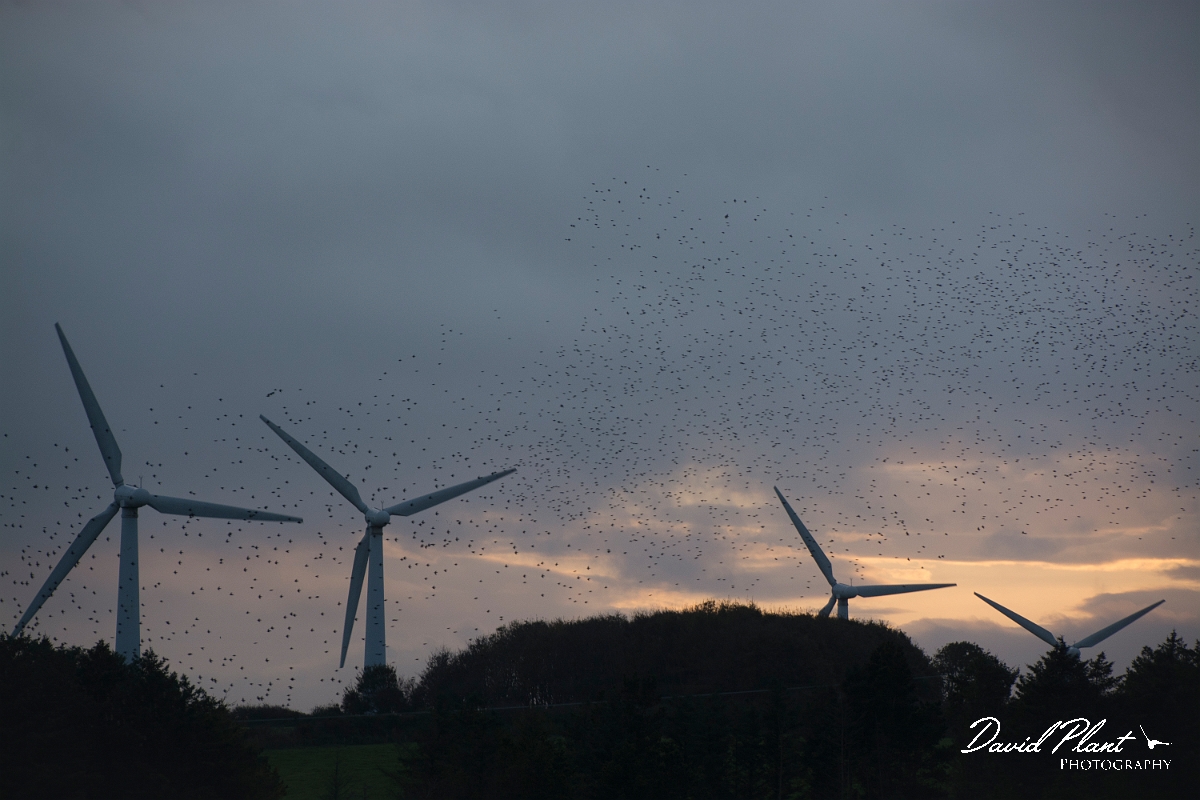 David Plant Photography - Wildlife Photographer - Starlings - H.jpg - Starling flock - Anglesey
