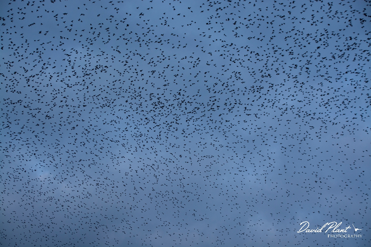 David Plant Photography - Wildlife Photographer - Starlings - K.jpg - Starling murmuration - Anglesey