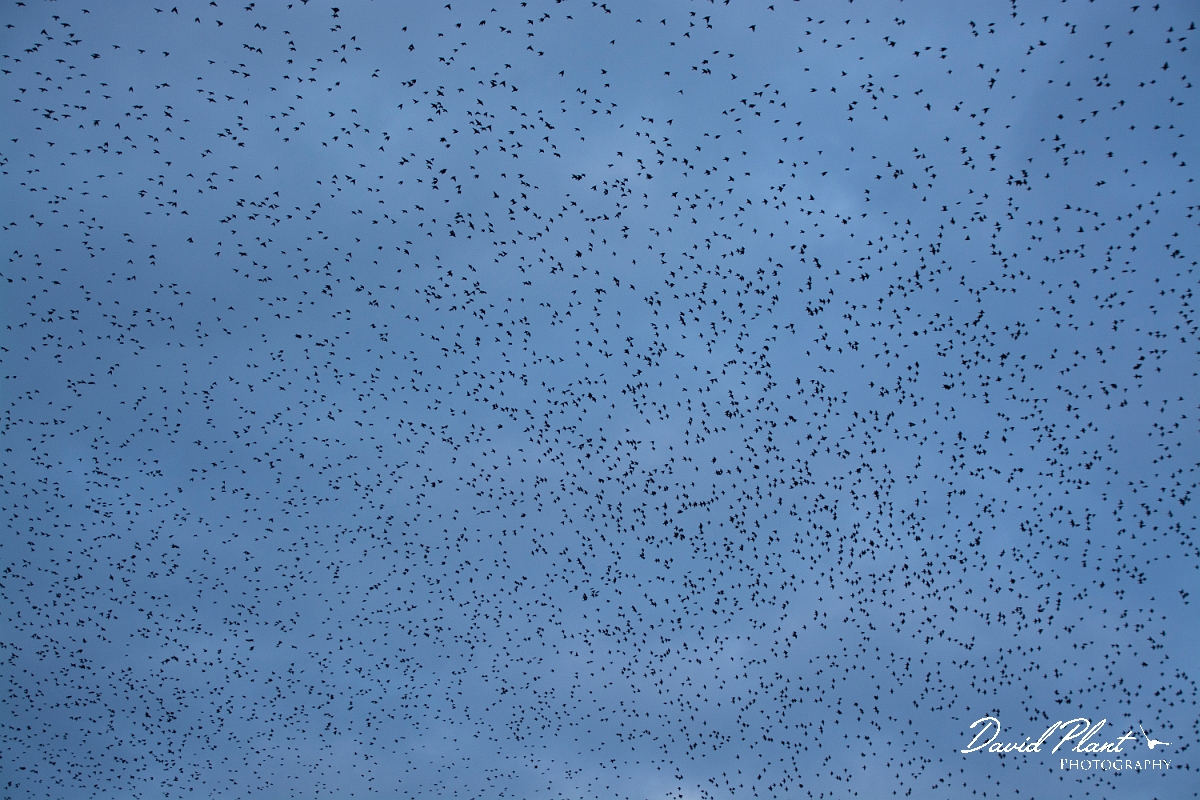David Plant Photography - Wildlife Photographer - Starlings - L.jpg - Starling murmuration - Anglesey