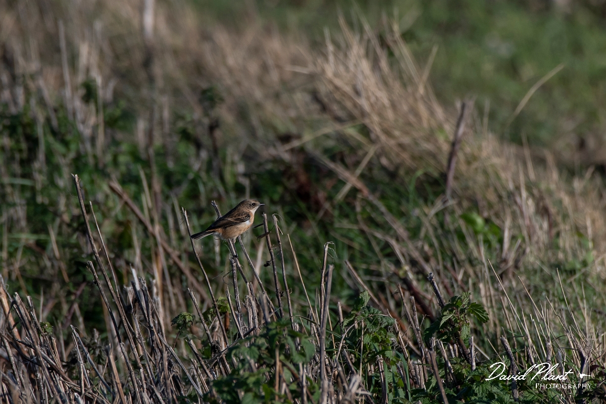 David Plant Photography - Wildlife Photography - Stejneger's stonechat - A.jpg - Stejneger's stonechat - Norfolk