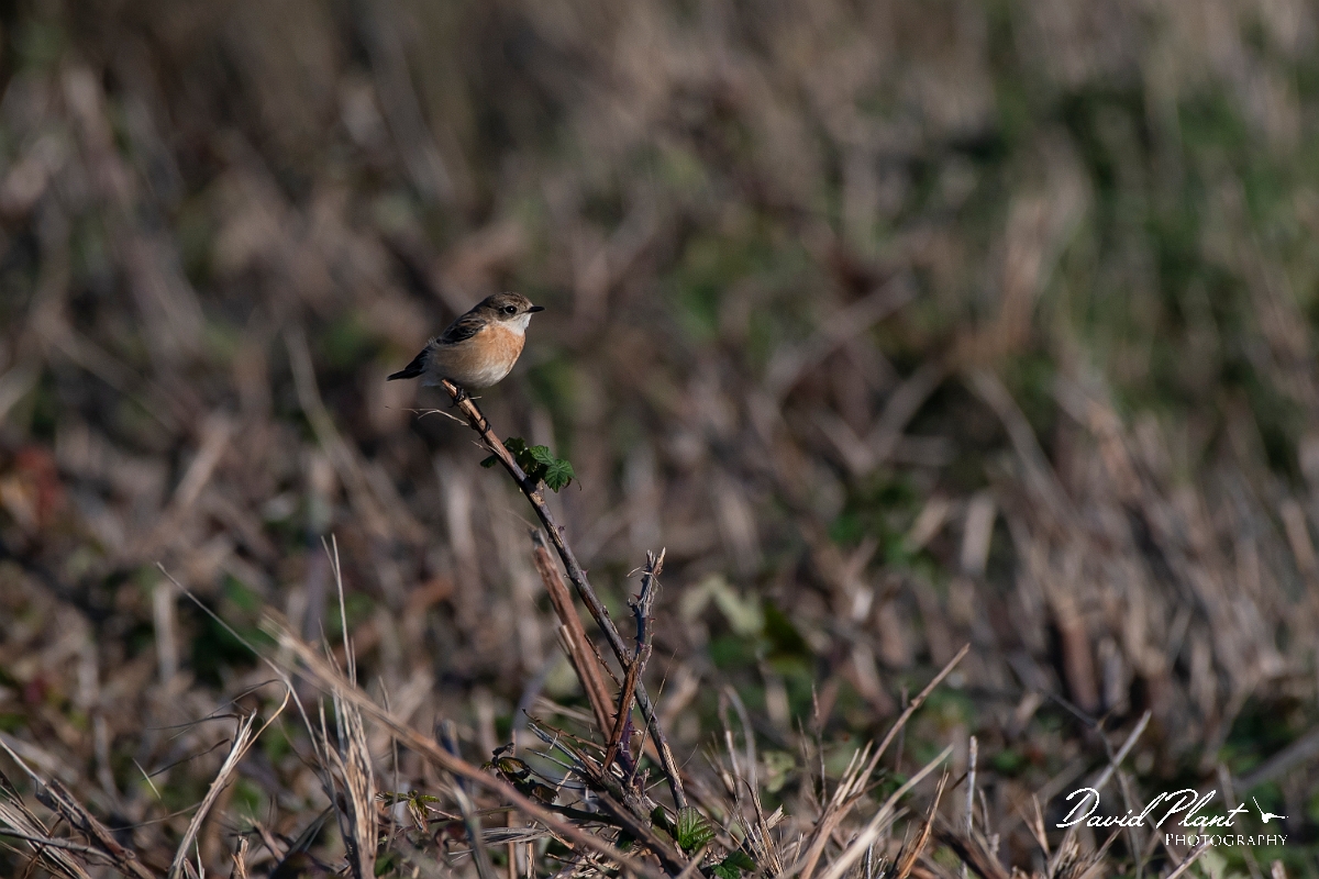 David Plant Photography - Wildlife Photography - Stejneger's stonechat - B.jpg - Stejneger's stonechat - Norfolk