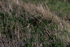 David Plant Photography - Wildlife Photography - Stejneger's stonechat - A