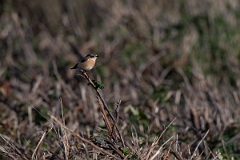 David Plant Photography - Wildlife Photography - Stejneger's stonechat - B