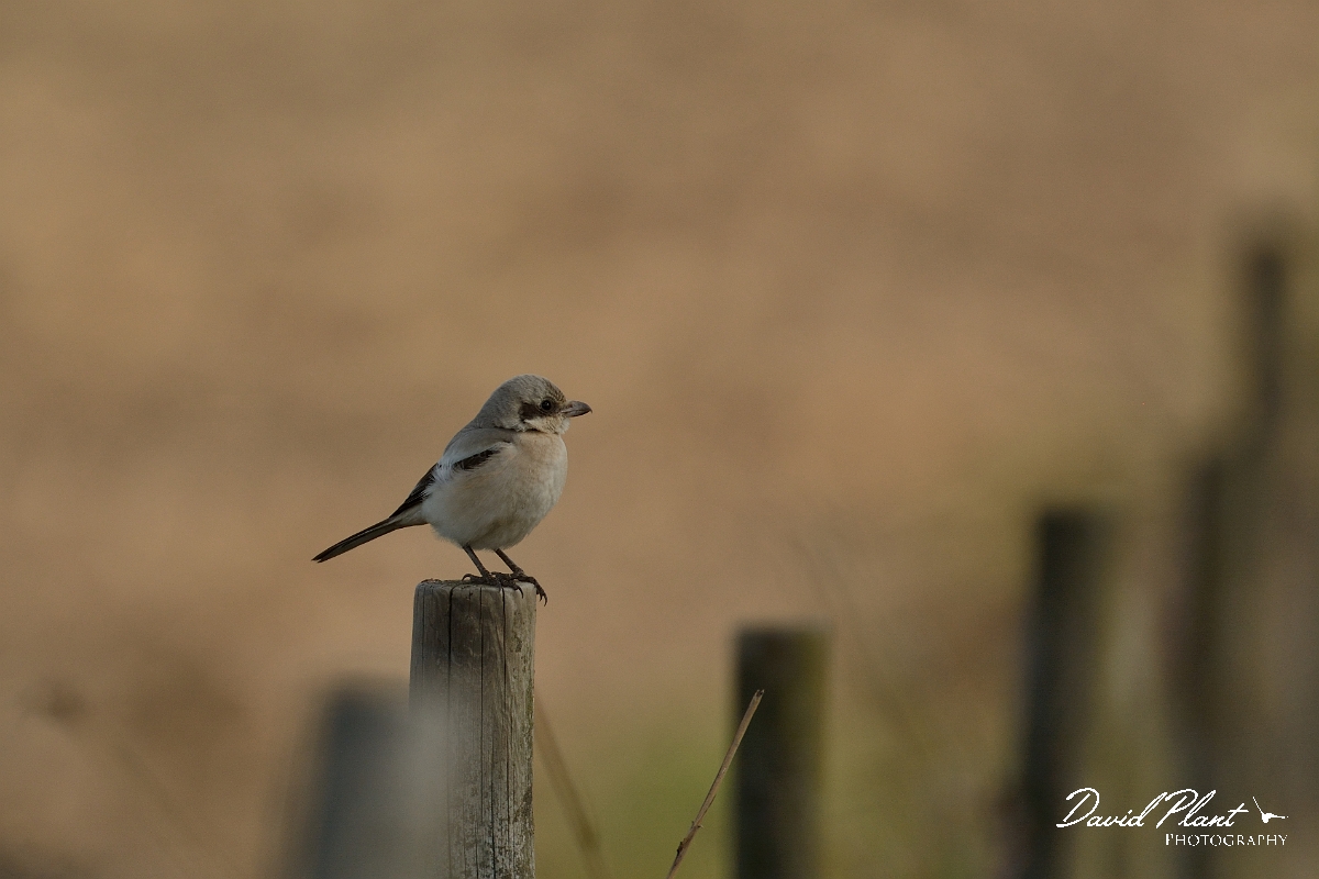 David Plant Photography - Wildlife Photography - Steppe grey shrike - C.jpg - Steppe grey shrike on post - Norfolk