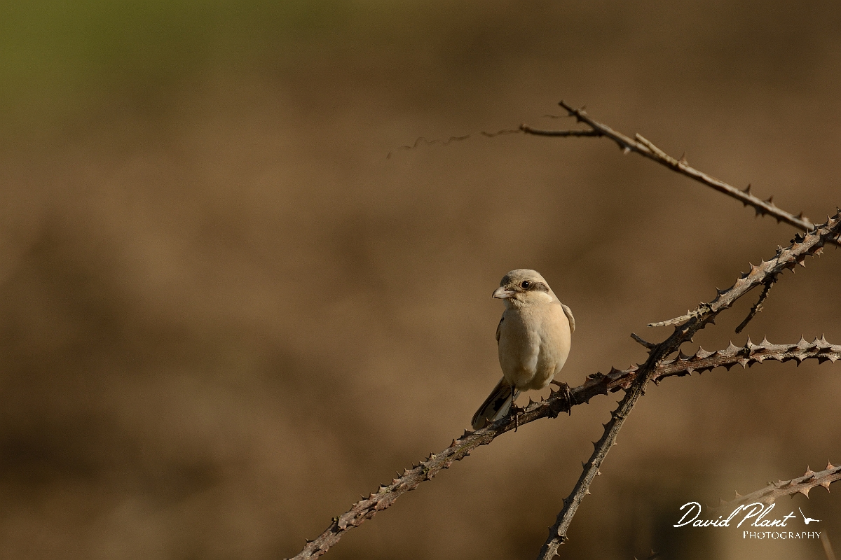 David Plant Photography - Wildlife Photography - Steppe grey shrike - D.jpg - Steppe grey shrike on bramble - Norfolk
