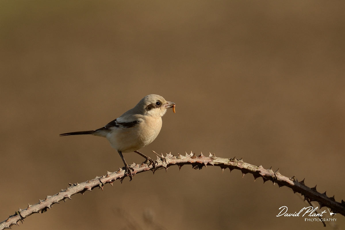 David Plant Photography - Wildlife Photography - Steppe grey shrike - E.jpg - Steppe grey shrike on bramble - Norfolk