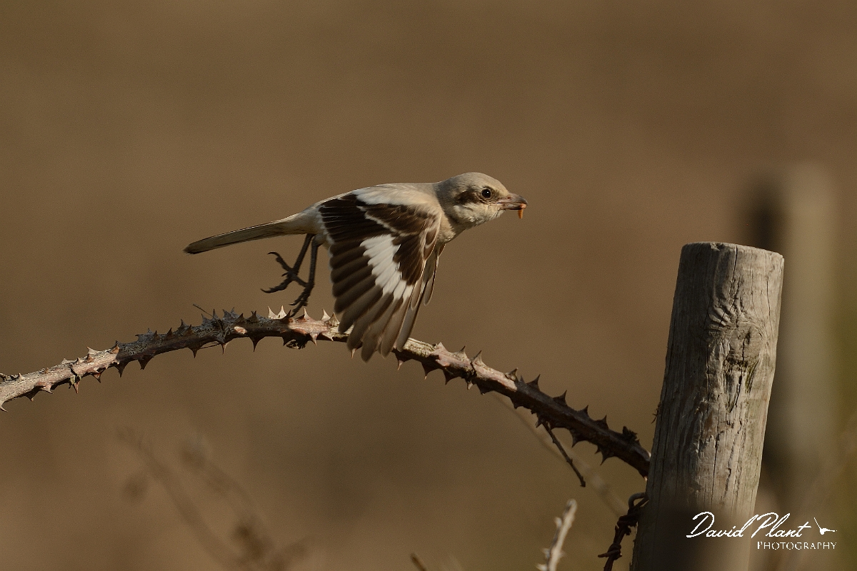 David Plant Photography - Wildlife Photography - Steppe grey shrike - F.jpg - Steppe grey shrike in flight - Norfolk