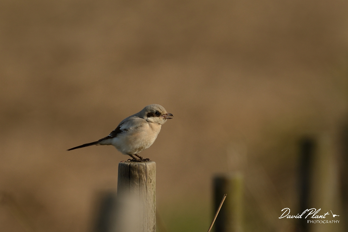 David Plant Photography - Wildlife Photography - Steppe grey shrike - I.jpg - Steppe grey shrike on post - Norfolk