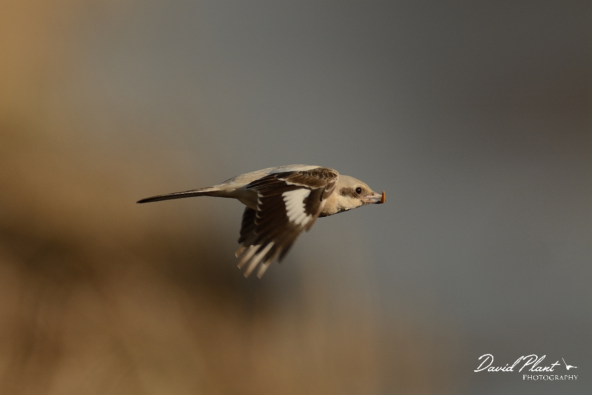David Plant Photography - Wildlife Photography - Steppe grey shrike - L.jpg - Steppe grey shrike in flight - Norfolk