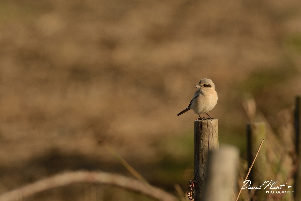 David Plant Photography - Wildlife Photography - Steppe grey shrike - O.jpg - Steppe grey shrike looking back - Norfolk