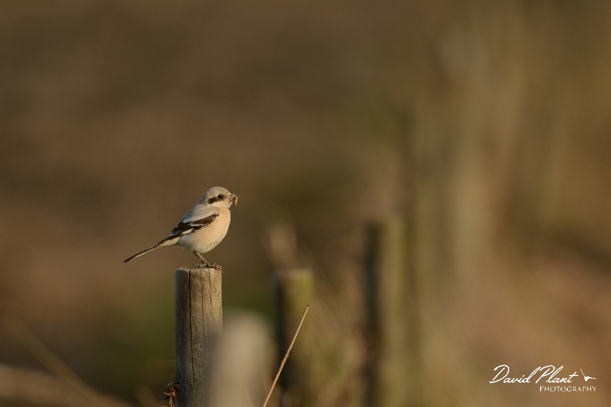 David Plant Photography - Wildlife Photography - Steppe grey shrike - Q.jpg - Steppe grey shrike - Norfolk