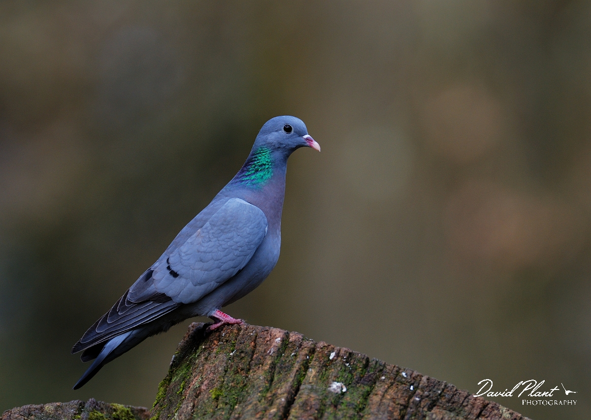 David Plant Photography - Wildlife Photographer - Stock dove - B.jpg - Stock dove - Forest of Dean
