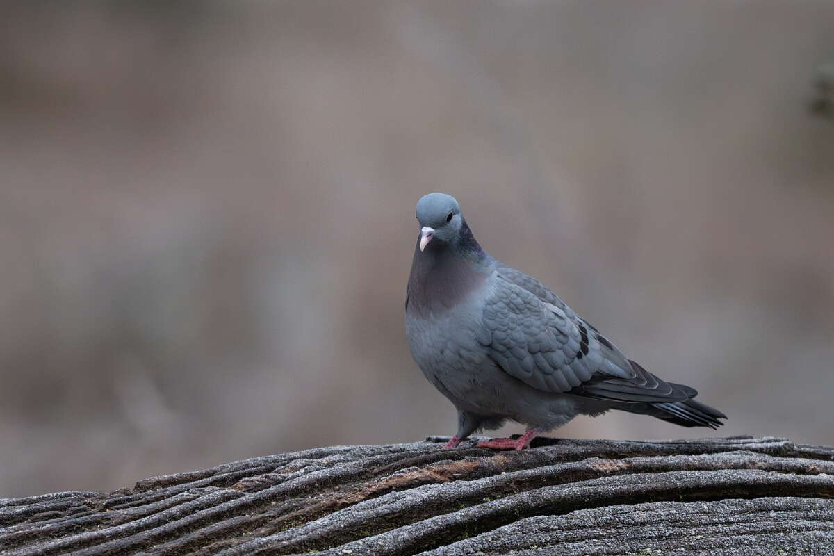 David Plant Photography - Wildlife Photographer - Stock dove - C.jpg - Stock dove - Forest of Dean