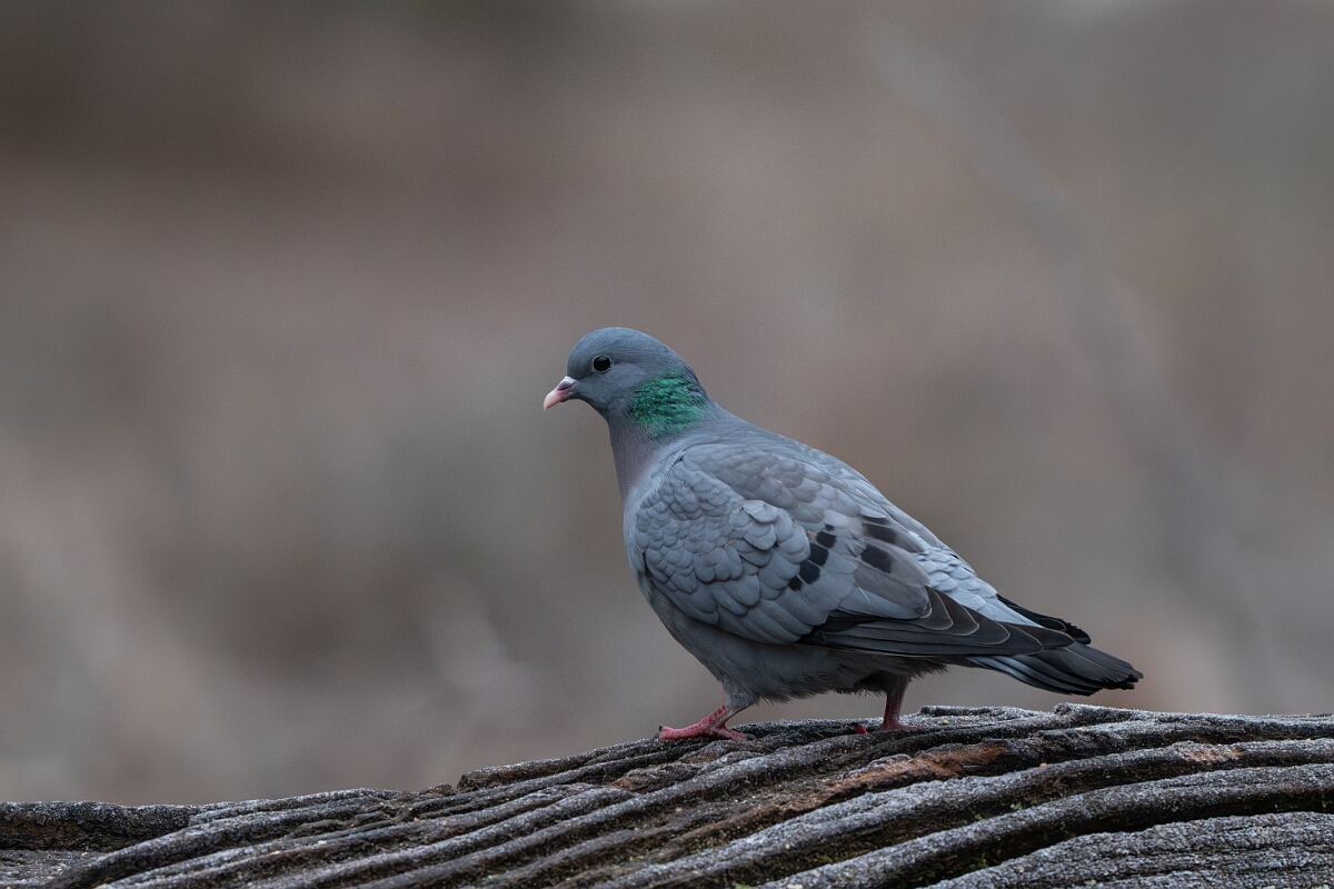 David Plant Photography - Wildlife Photographer - Stock dove - D.jpg - Stock dove - Forest of Dean