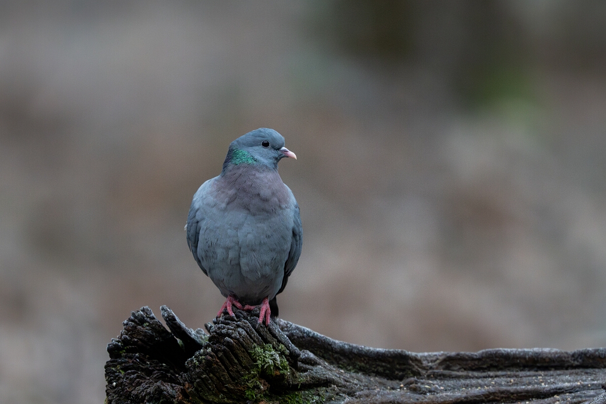 David Plant Photography - Wildlife Photographer - Stock dove - E.jpg - Stock dove - Forest of Dean