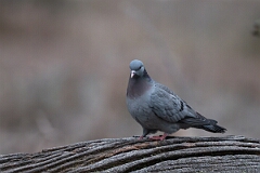 David Plant Photography - Wildlife Photographer - Stock dove - C