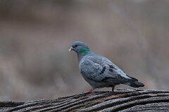 David Plant Photography - Wildlife Photographer - Stock dove - D