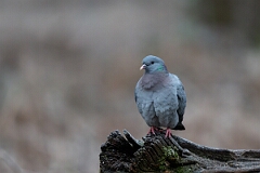 David Plant Photography - Wildlife Photographer - Stock dove - F