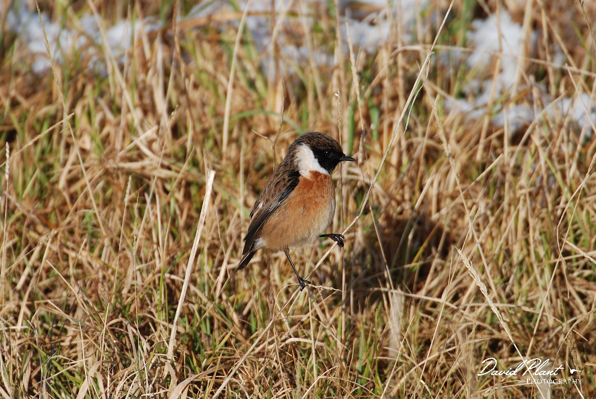 David Plant Photography - Wildlife Photographer - Stonechat male - A.JPG - Stonechat, male - Gloucestershire