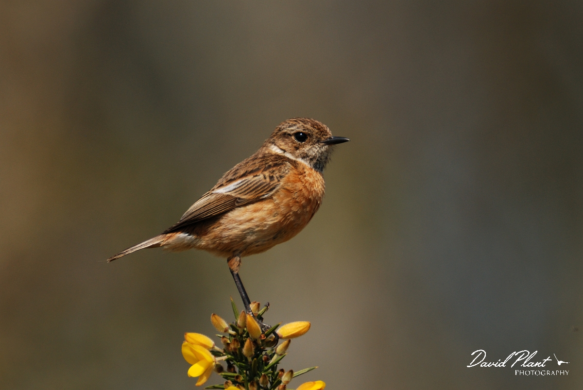 David Plant Photography - Wildlife Photography - Stonechat - D.jpg - Stonechat, female on gorse - Dorset