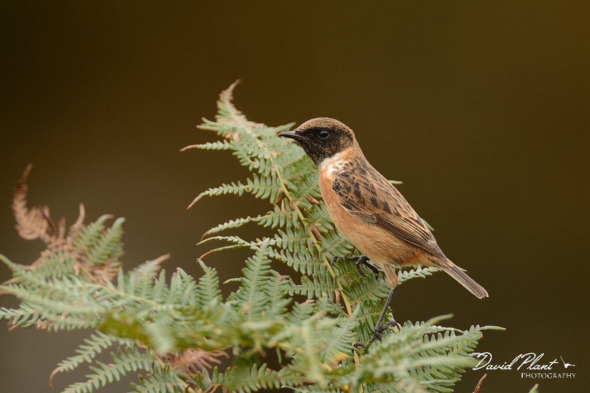 David Plant Photography - Wildlife Photography - Stonechat - H.jpg - Stonechat male on bracken - Surrey