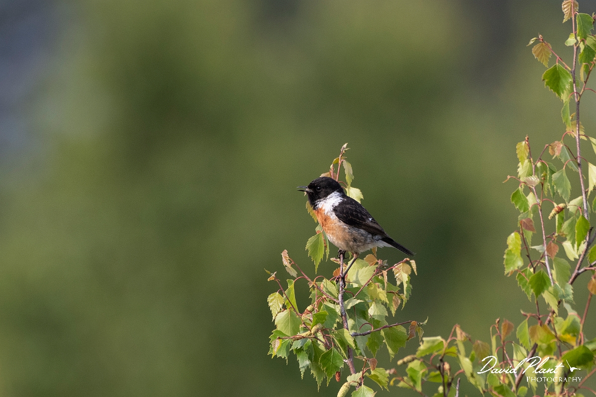 David Plant Photography - Wildlife Photography - Stonechat - I.jpg - Stonechat, male - Surrey